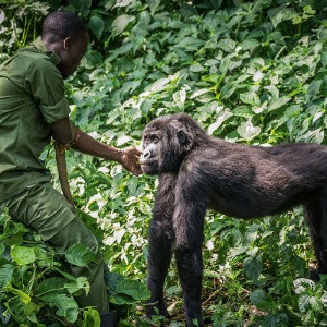 République démocratique du Parc national des Virunga du Congo a Rouvert