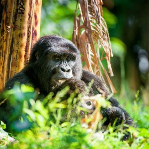 La Tanzanie et le Rwanda unissent leurs forces pour promouvoir le tourisme