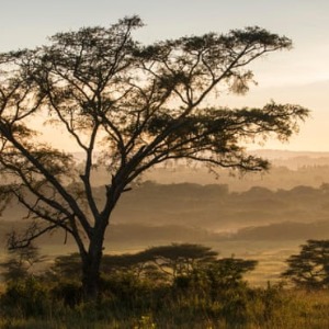 Le Top 8 de la faune Parcs safari en Afrique