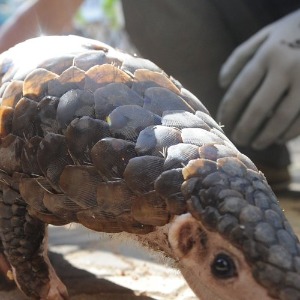 Santé Coronavirus : le pangolin ou l’animal qui aurait transmis le virus à l’homme