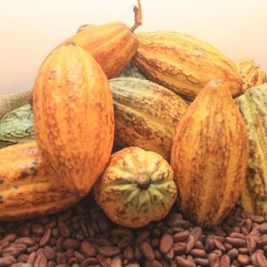 ECONOMIE : L’Etat ivoirien crée un fonds d’appui à la transformation du cacao doté de 10 milliards Fcfa