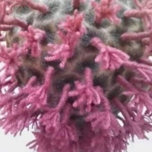 AMÉRIQUE : Argentine - mutinerie dans une prison après la confirmation d’un cas de Covid-19