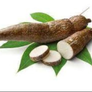 SANTÉ : le manioc pour soigner l’infertilité masculine