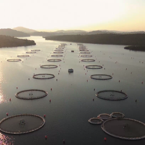 AFRIQUE 2050 :  Première installation d'esturgeons produisant du caviar en Afrique