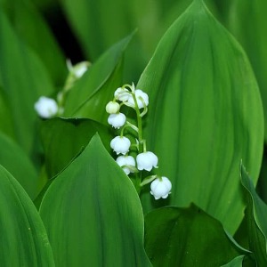 UN PETIT MOT : Des découvertes psychologiques de toute première importance
