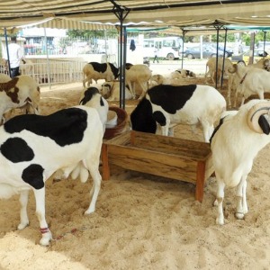 afrique2050 : ECONOMIE Le Mali suspend l’exportation du bétail vers les pays de la CEDEAO