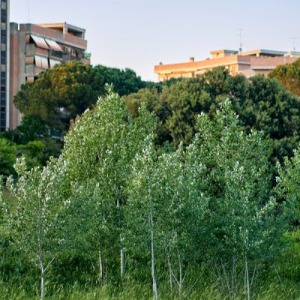 AFRIQUE 2050  : La construction d'espaces verts fait partie du développement immobilier de Dakar