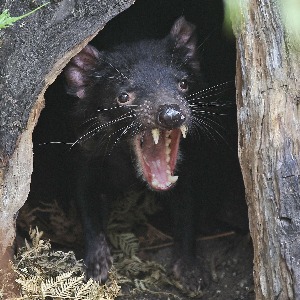 Environnement : De Féroces diables de Tasmanie  errent à nouveau sur le continent Australien