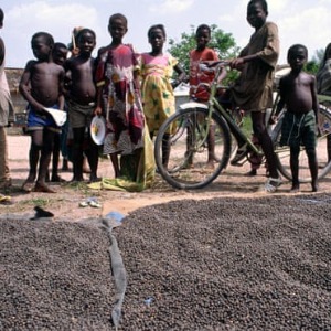 AFRIQUE2050 : La main-d'œuvre dans les plus grandes industries du cacao d'Afrique est encore des enfants