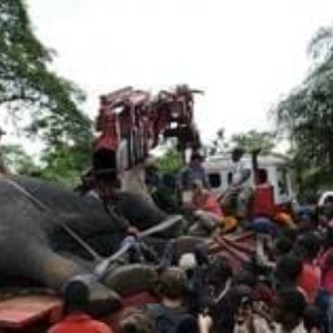 AFRIQUE2050 :  Les éléphants d’Afrique vont-ils finir par disparaître ?