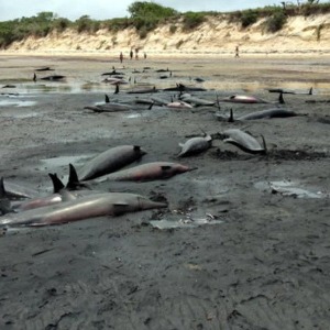 AFRIQUE2050 :  Maputo déconcerté par une découverte horrible sur sa plage