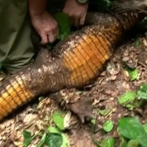 AFRIQUE2050 Gabon : à la recherche les traces du crocodile orange 