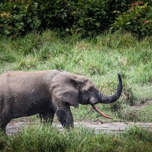 AFRIQUE2050 GABON : Le sanctuaire gabonais rejoint la liste des sites du patrimoine mondial