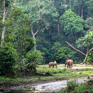 AFRIQUE 2050 ENVIRONNEMENT : LA COP26 A GLASGOW  EST UNE L'IMPOSTURE ECOLOGIQUE