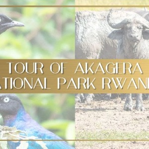 AFRIQUE2050 : Le parc national du Rwanda pousse la conservation pour stimuler le tourisme