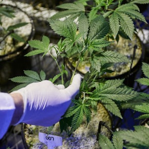 AFRIQUE2050 : L'industrie du tabac du Zimbabwe considère le cannabis comme une source de revenus majeure