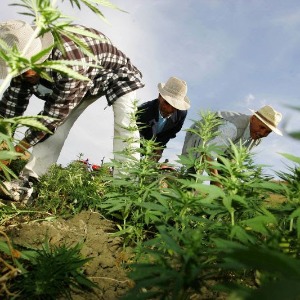 AFRIQUE2050 : La croissance contemporaine du cannabis en tant que culture de rente économique de l'Afrique