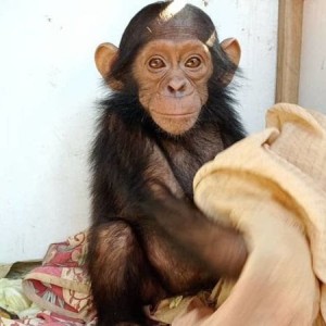 RDC : Des singes de la RDC kidnappés contre rançon