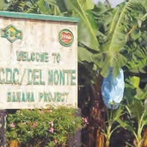 Le deuxième plus grand employeur du Cameroun demande aux ex-travailleurs de revenir