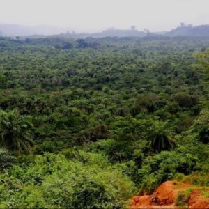 Les Émirats arabes unis deviennent le leader des crédits carbone en Afrique avec une promesse de 450 millions de dollars lors du Sommet africain sur le climat