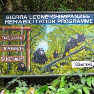 Le sanctuaire sierra-léonais tente de sauver les chimpanzés et leur habitat vital