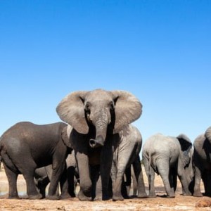 L’Afrique australe reste ferme sur l’interdiction de la chasse aux trophées