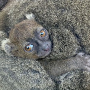Le parc animalier de Cotswold célèbre une avancée significative dans la conservation avec la naissance d'un lémurien menacé d'extinction.