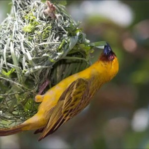 Les architectes de la nature : l'art de la construction chez les animaux