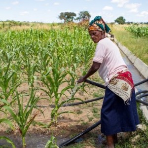 Le Nigeria collabore avec la Banque mondiale sur un projet d'hydroélectricité et d'irrigation d'une valeur de 500 millions de dollars.