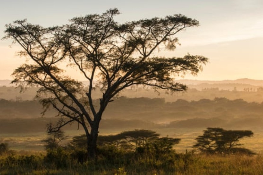 Le Top 8 de la faune Parcs safari en Afrique