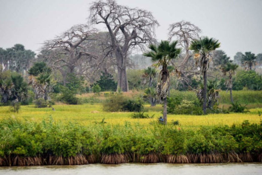 Soulager les impacts du changement climatique sur le Sénégal