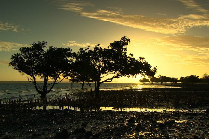 Afrique : Cette startup utilise le géo-tagging et la blockchain pour lutter contre la déforestation en Afrique