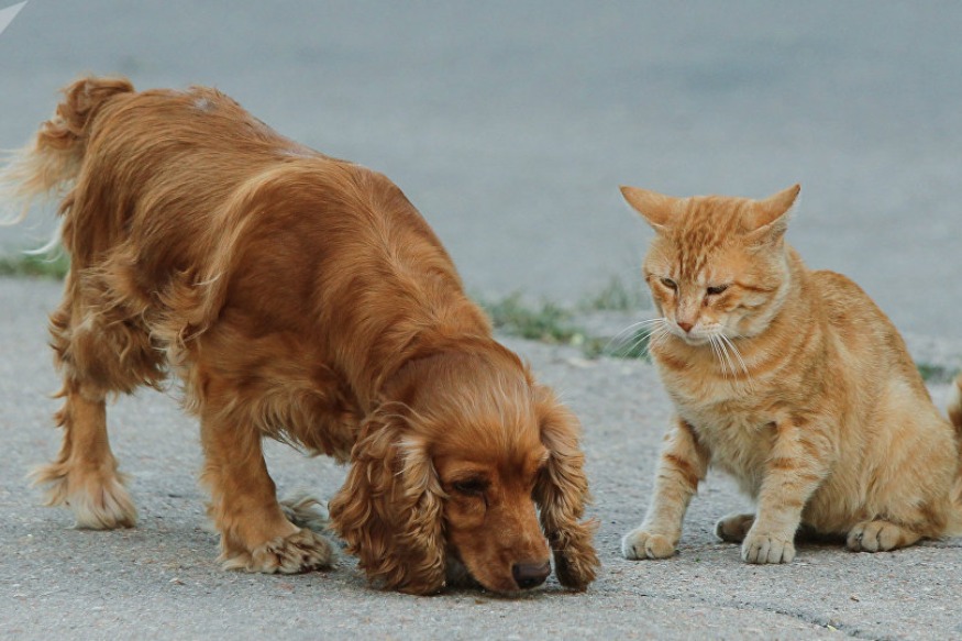 INSOLITE : Au Cameroun, les mangeurs de chats et de chiens n’en démordent pas…