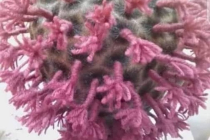 AMÉRIQUE : Argentine - mutinerie dans une prison après la confirmation d’un cas de Covid-19