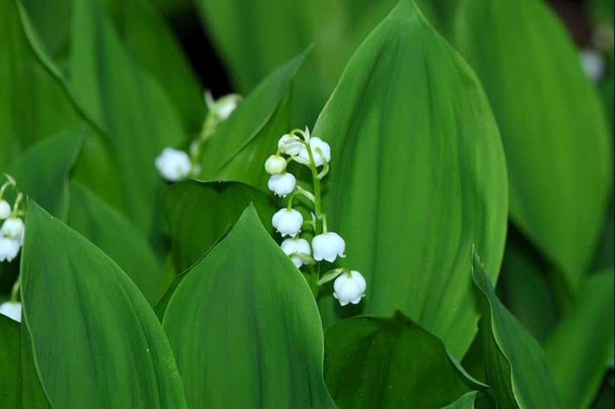 UN PETIT MOT : Des découvertes psychologiques de toute première importance