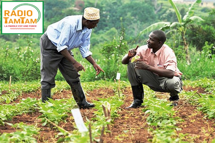 AFRIQUE 2050 ECONOMIE : Entrepreneuriat agricole en Afrique : une niche de création d’emplois mal exploitée