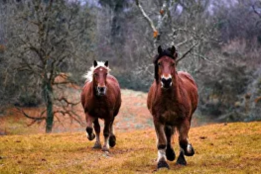 FRANCE Chevaux mutilés : un homme interpellé dans le Haut-Rhin et placé en garde à vue