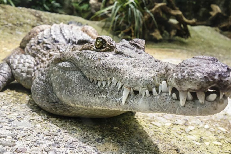 AFRIQUE 2050 : Des crocodiles en vadrouille sèment la terreur au nord du Cameroun