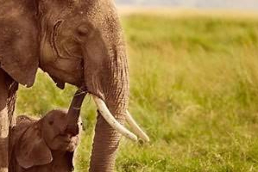 AFRIQUE 2050 : Éléphant de savane d'Afrique et éléphanteau dans la réserve de Maasai Mara, Kenya