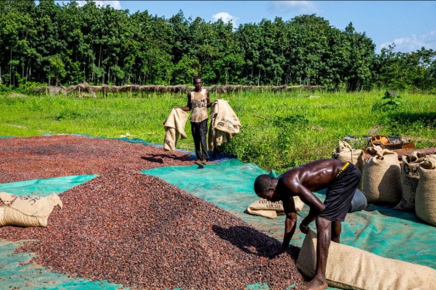 AFRIQUE2050 : Les principaux producteurs africains intensifient la querelle du cacao