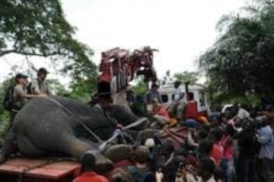 AFRIQUE2050 :  Les éléphants d’Afrique vont-ils finir par disparaître ?