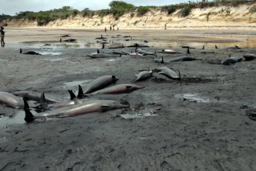 AFRIQUE2050 :  Maputo déconcerté par une découverte horrible sur sa plage