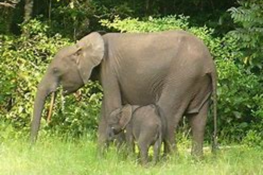 AFRIQUE2050 Gabon : Eléphant Assala et son petit