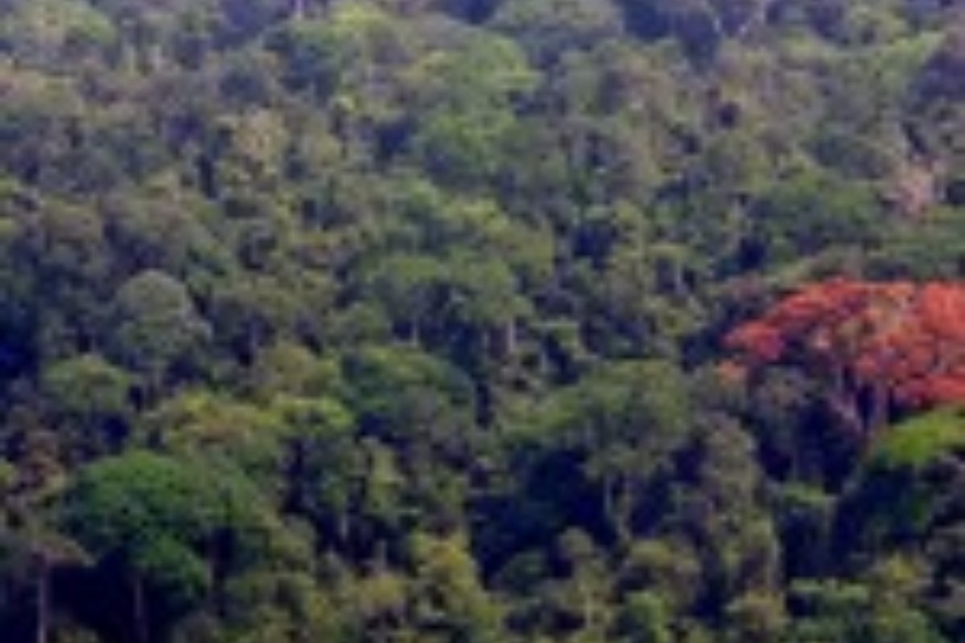 AFRIQUE2050 L'enjeu géopolitique : La forêt est la meilleure alliée d'une humanité durable