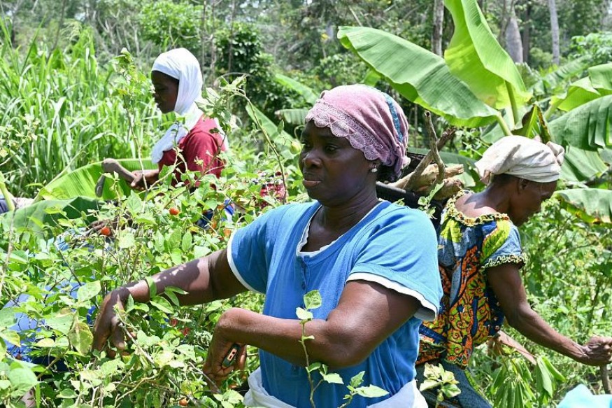 AFRIQUE2050 : Les femmes ivoiriennes optent pour le bio pour préserver leur rendement