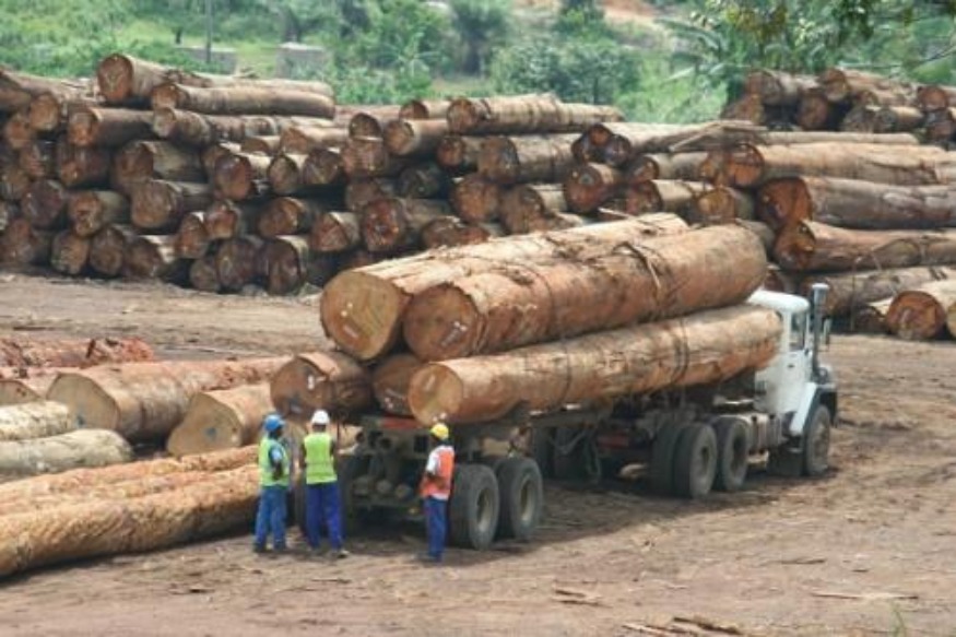 AFRIQUE2050 : Bois la Cemac diffère l’interdiction d’exporter les grumes à 2023, afin de maturer les projets de transformation locale