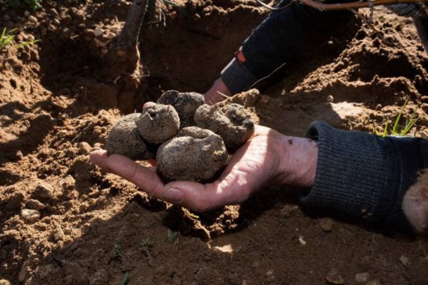 AFRIQUE2050 : Un pionnier de l'industrie de la culture de la truffe en herbe en Afrique du Sud