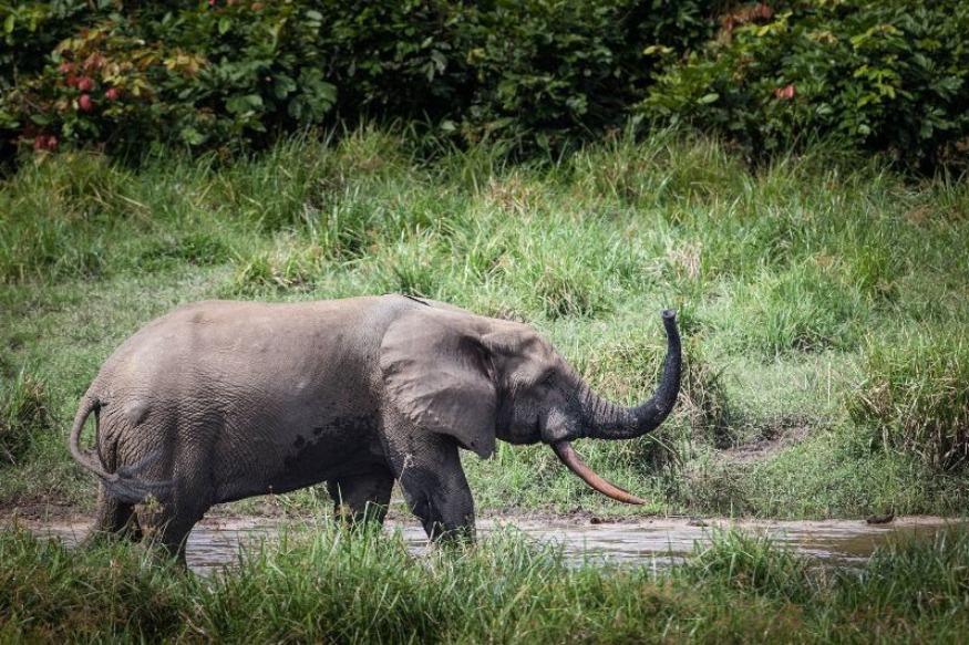 AFRIQUE2050 GABON : Le sanctuaire gabonais rejoint la liste des sites du patrimoine mondial
