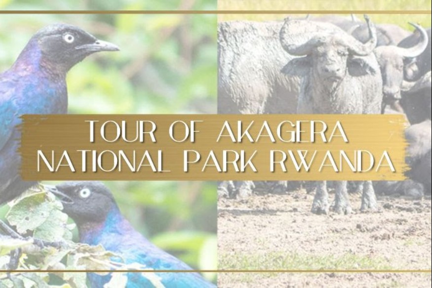 AFRIQUE2050 : Le parc national du Rwanda pousse la conservation pour stimuler le tourisme