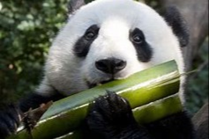 La Zambie est-elle prise au piège de la dette chinoise ?